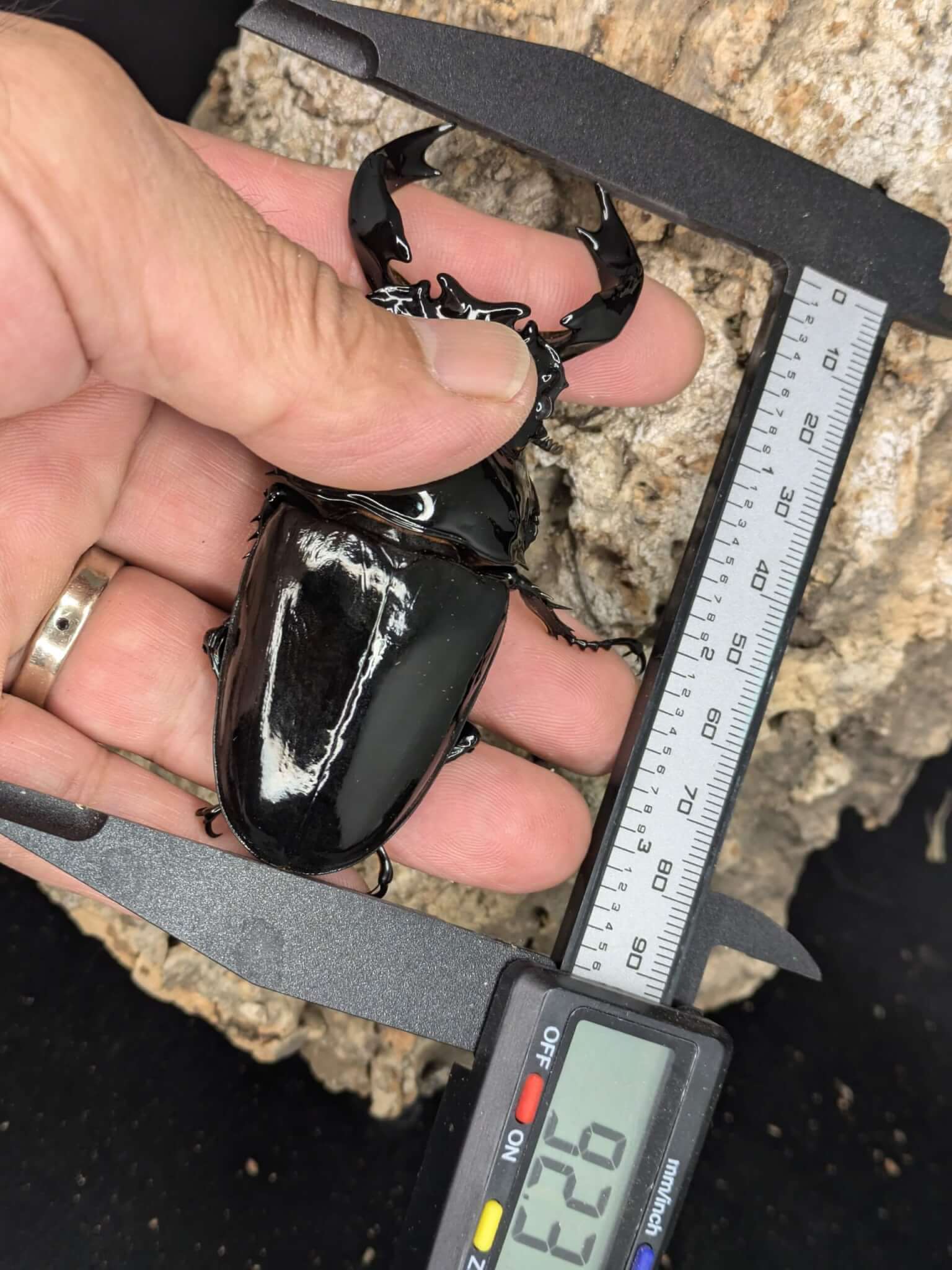 タランドゥスオオツヤクワガタ