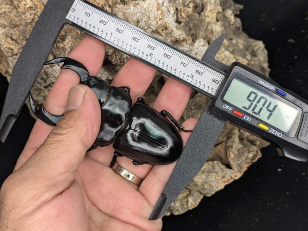 アンタエウスオオクワガタ　ブータントンサ