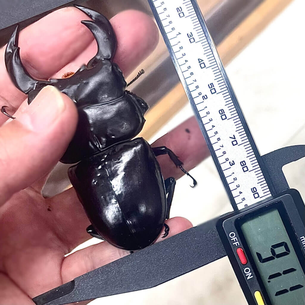 アンタエウスオオクワガタ　インドサディア