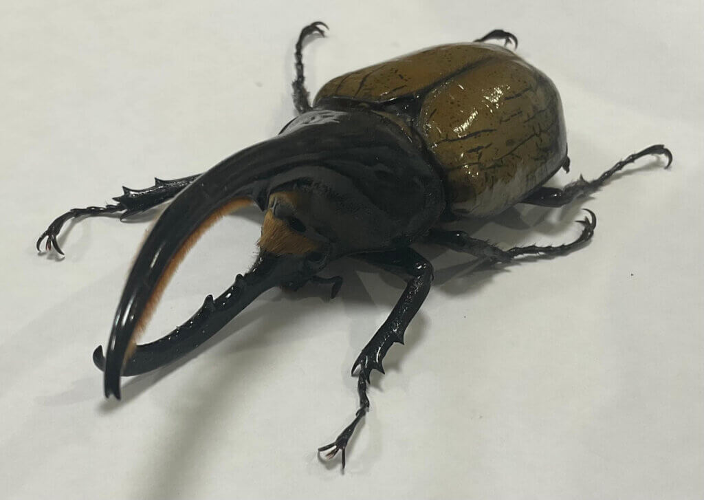 ヘラクレス・ヘラクレス