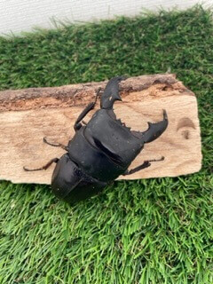 スマトラオオヒラタクワガタ