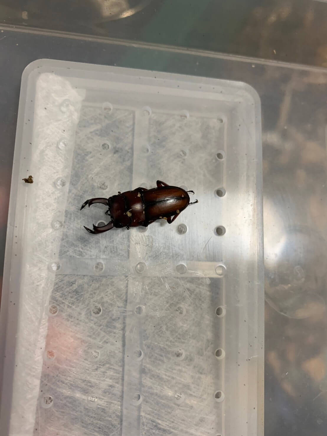 エレガントゥルスコクワガタ　スマトラベンクール