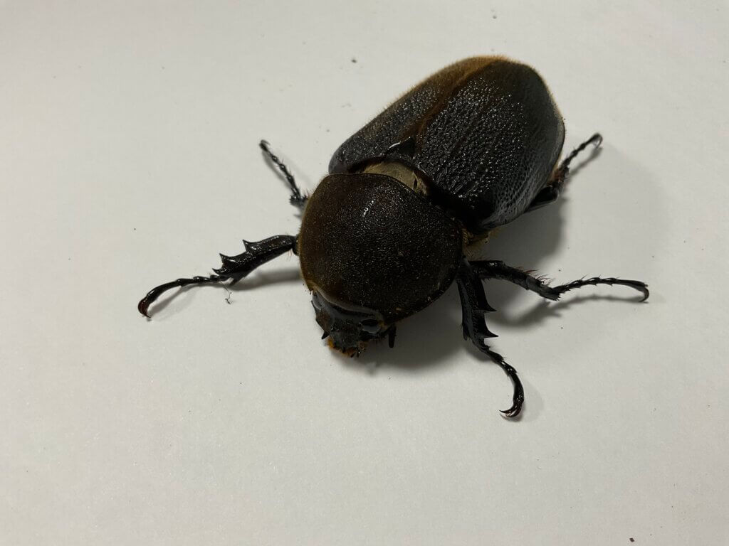 ヘラクレス・ヘラクレス