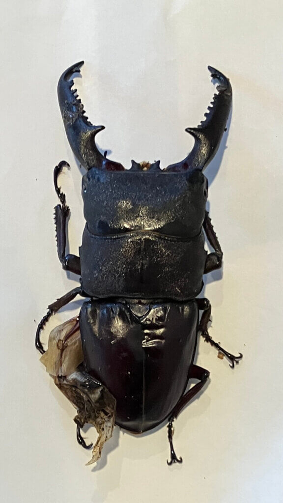 パラワンオオヒラタクワガタ