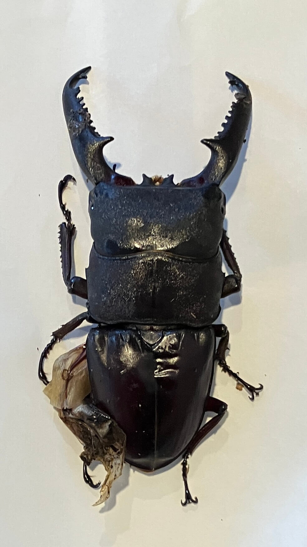 パラワンオオヒラタクワガタ