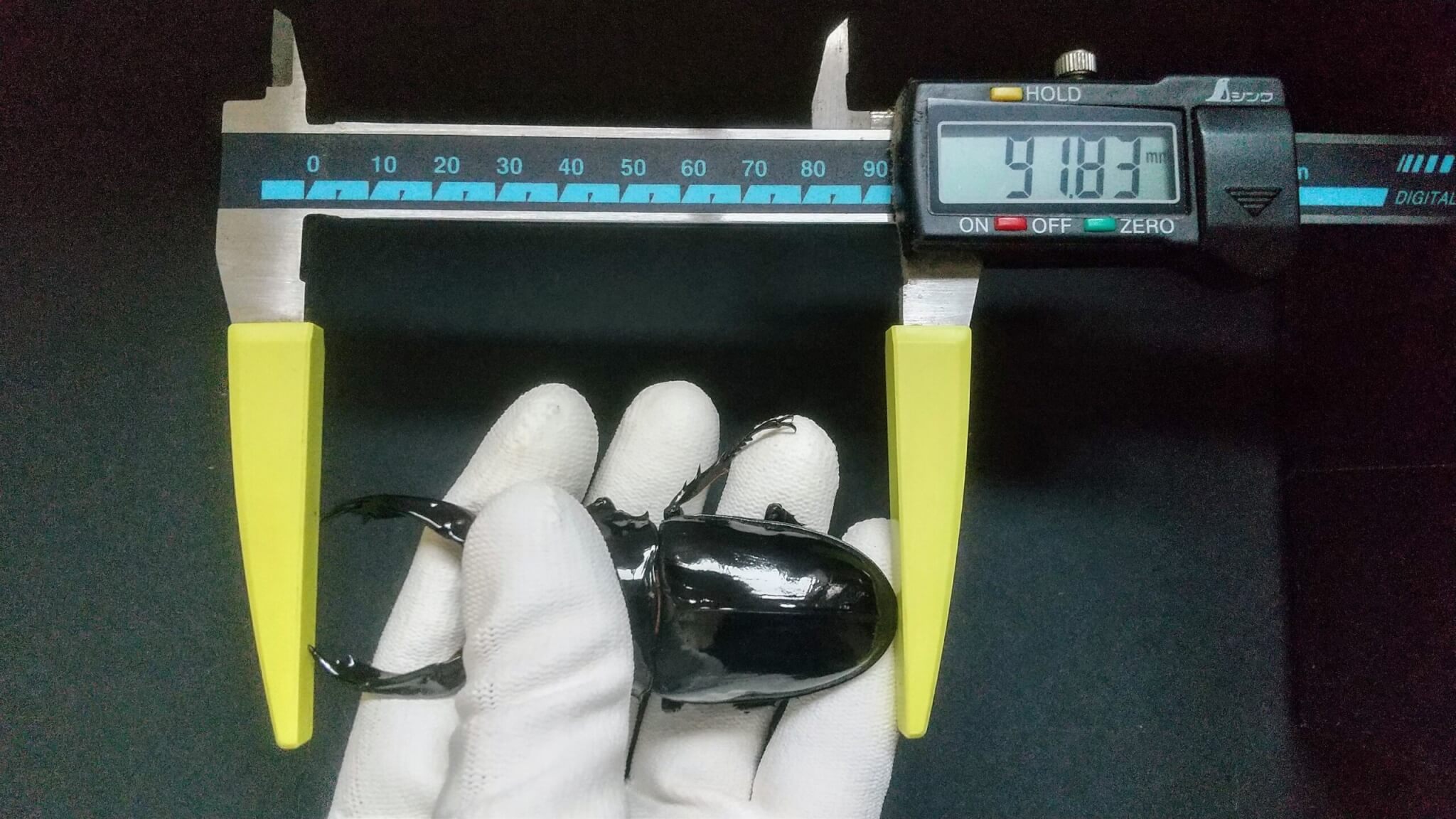 レギウスオオツヤクワガタ