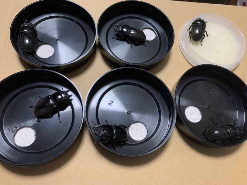 ダイオウヒタラクワガタ　WF3