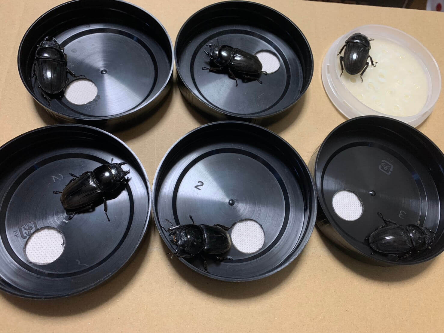 ダイオウヒタラクワガタ WF3