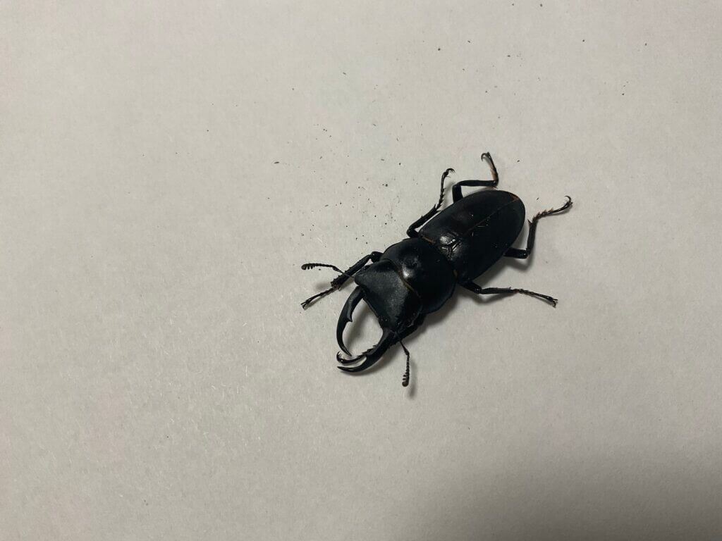 国産コクワガタ