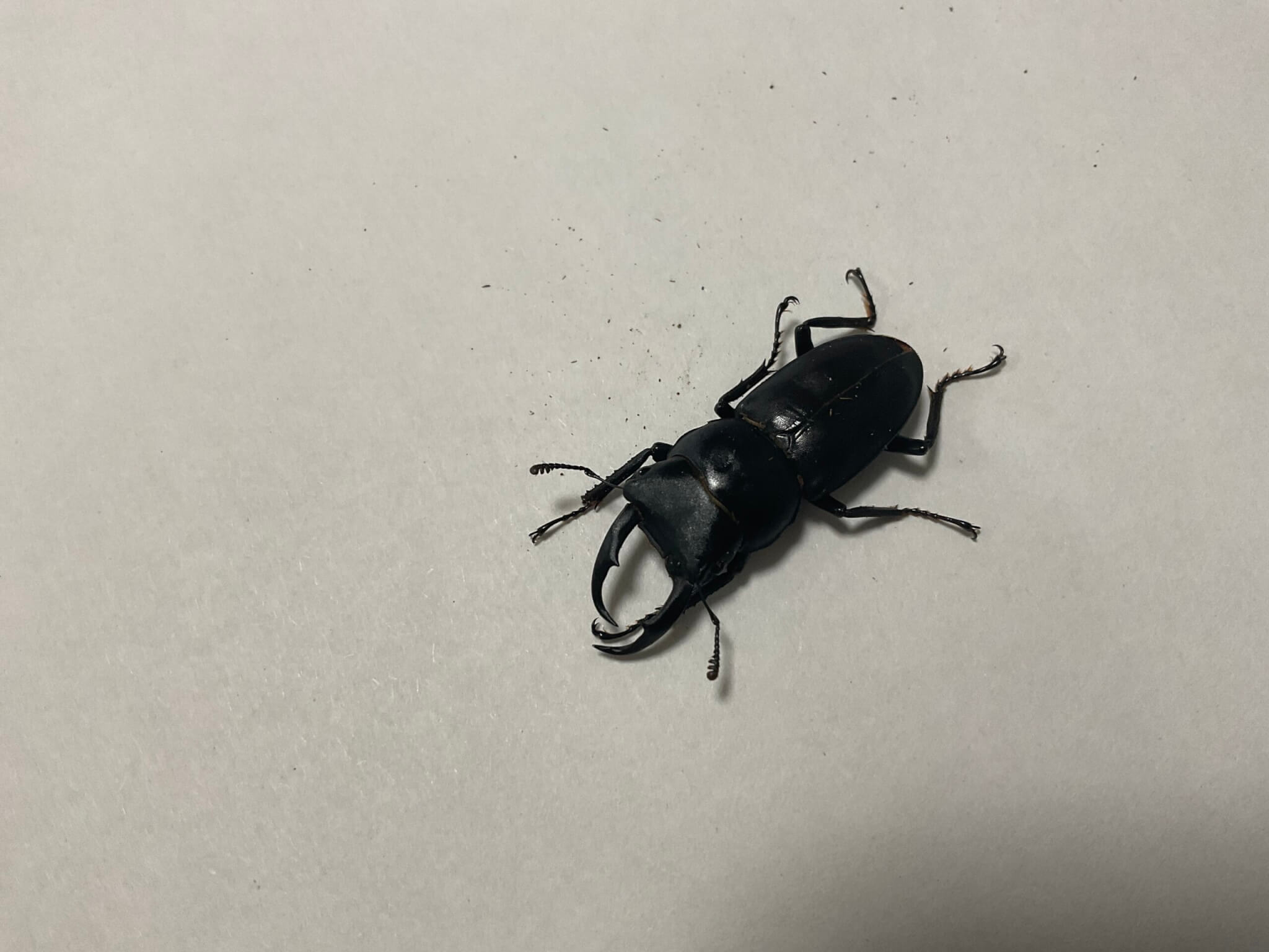 国産コクワガタ