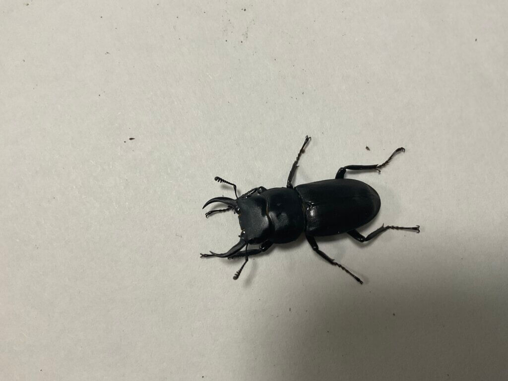 国産コクワガタ