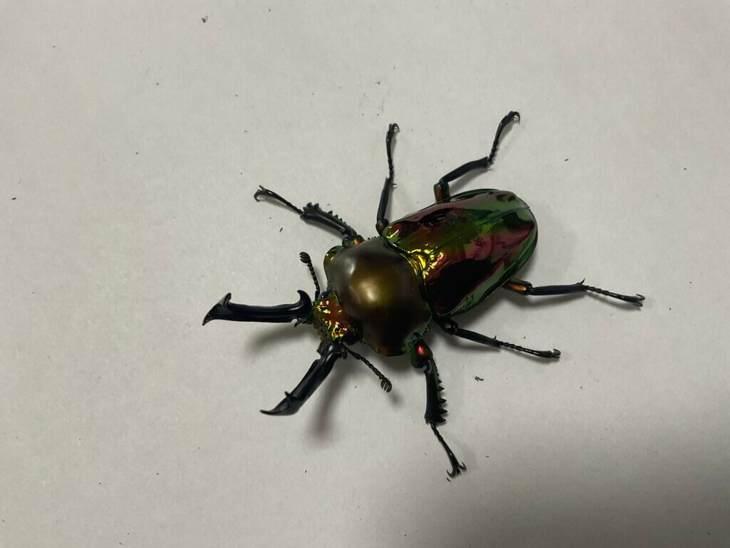 ニジイロクワガタ