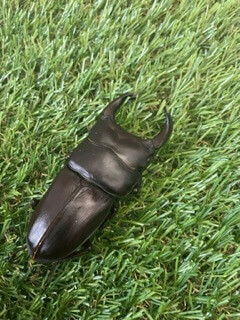 国産オオクワガタ　能勢YG