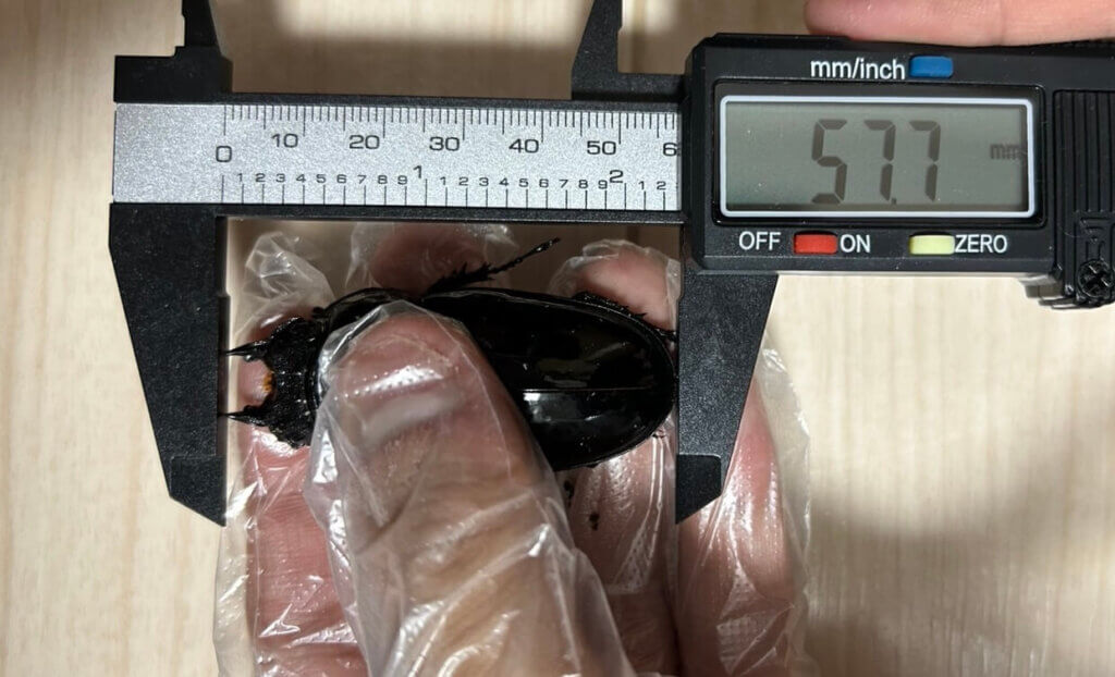 タランドゥスオオツヤクワガタ