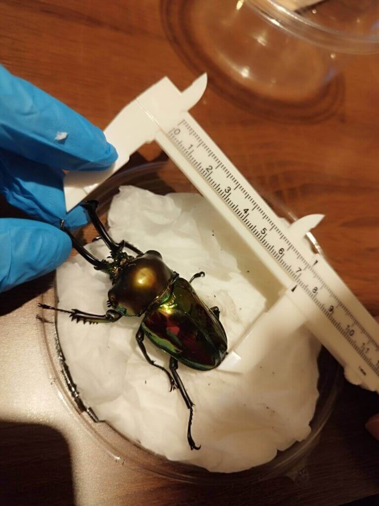 ニジイロクワガタ