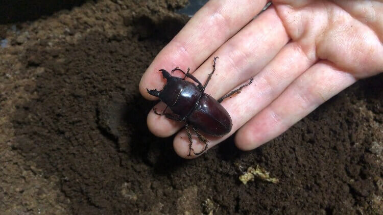 タウネスヒラタクワガタ