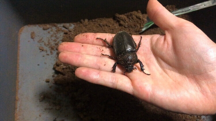 国産カブトムシ
