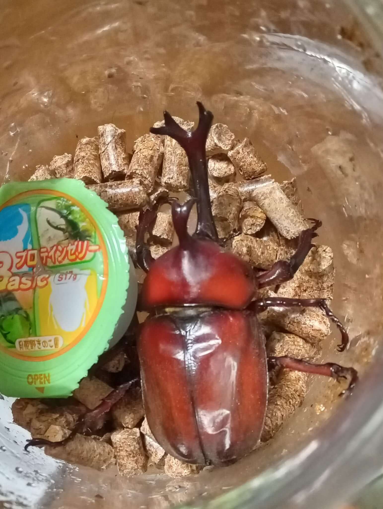 国産カブトムシ　千葉県WF4