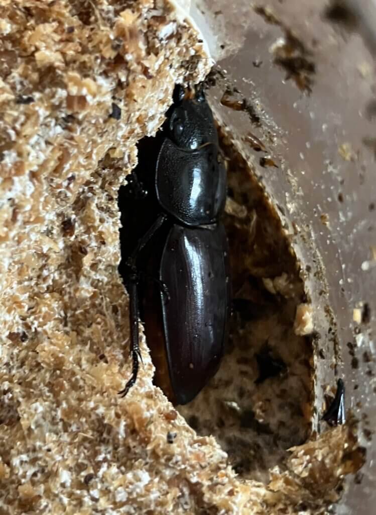 オキナワヒラタクワガタ