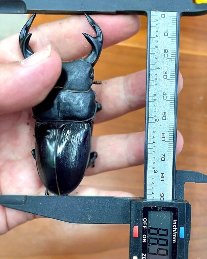 グランディスオオクワガタ　インドマニプールラムカ