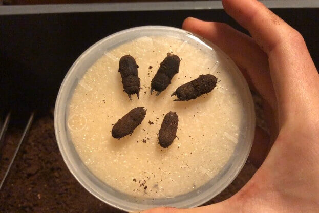 ヤマトサビクワガタ