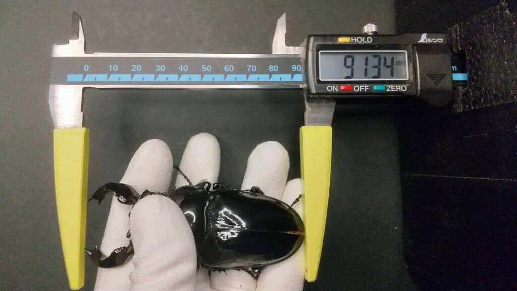 タランドゥスオオツヤクワガタ