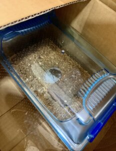 国産ノコギリクワガタ