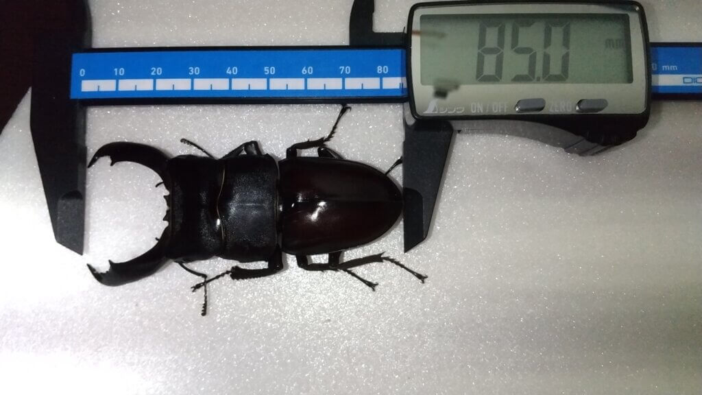 フィリピンヒラタクワガタ　南カマリネス