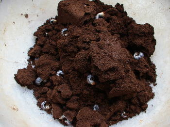 プルケルスホソアカ