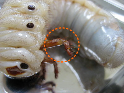 幼虫脚のダニ