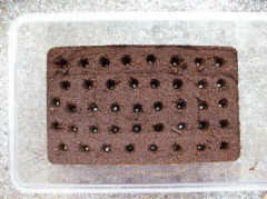 グラシロ卵管理