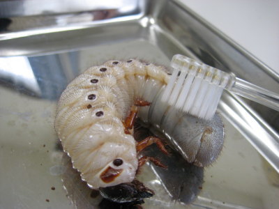 幼虫ダニ歯ブラシ