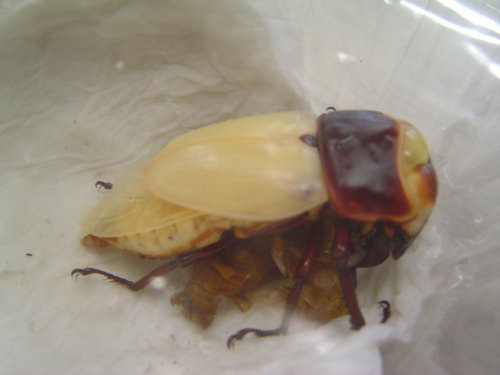 簡易人工蛹室04