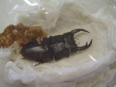 簡易人工蛹室07