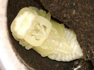 ダイオウヒラタ蛹