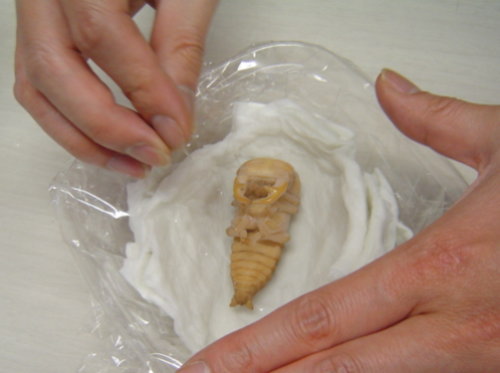 簡易人工蛹室03