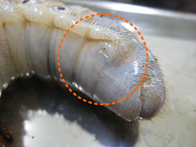 幼虫腹部のダニ