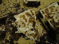 菌床産卵割り出し