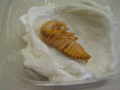 簡易人工蛹室02