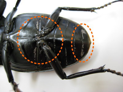 ギラファダニ全体