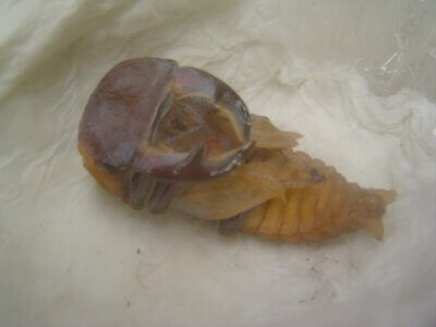 簡易人工蛹室3.5