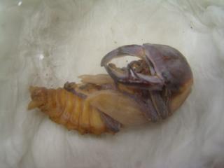 オオクワガタ羽化直前