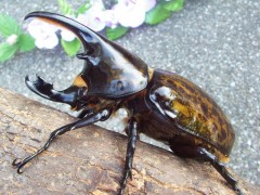 マヤシロカブト