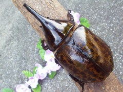 マヤシロカブト