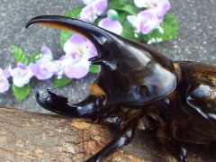 マヤシロカブト