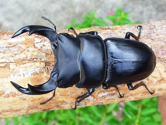 国産オオクワガタ