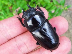 【国産オオクワガタ:宮崎県産♀46mm】