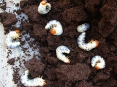 img_20130205T123723203