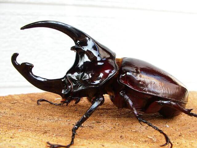 ケンタウルス画像