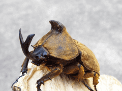 img_20080303T165621765